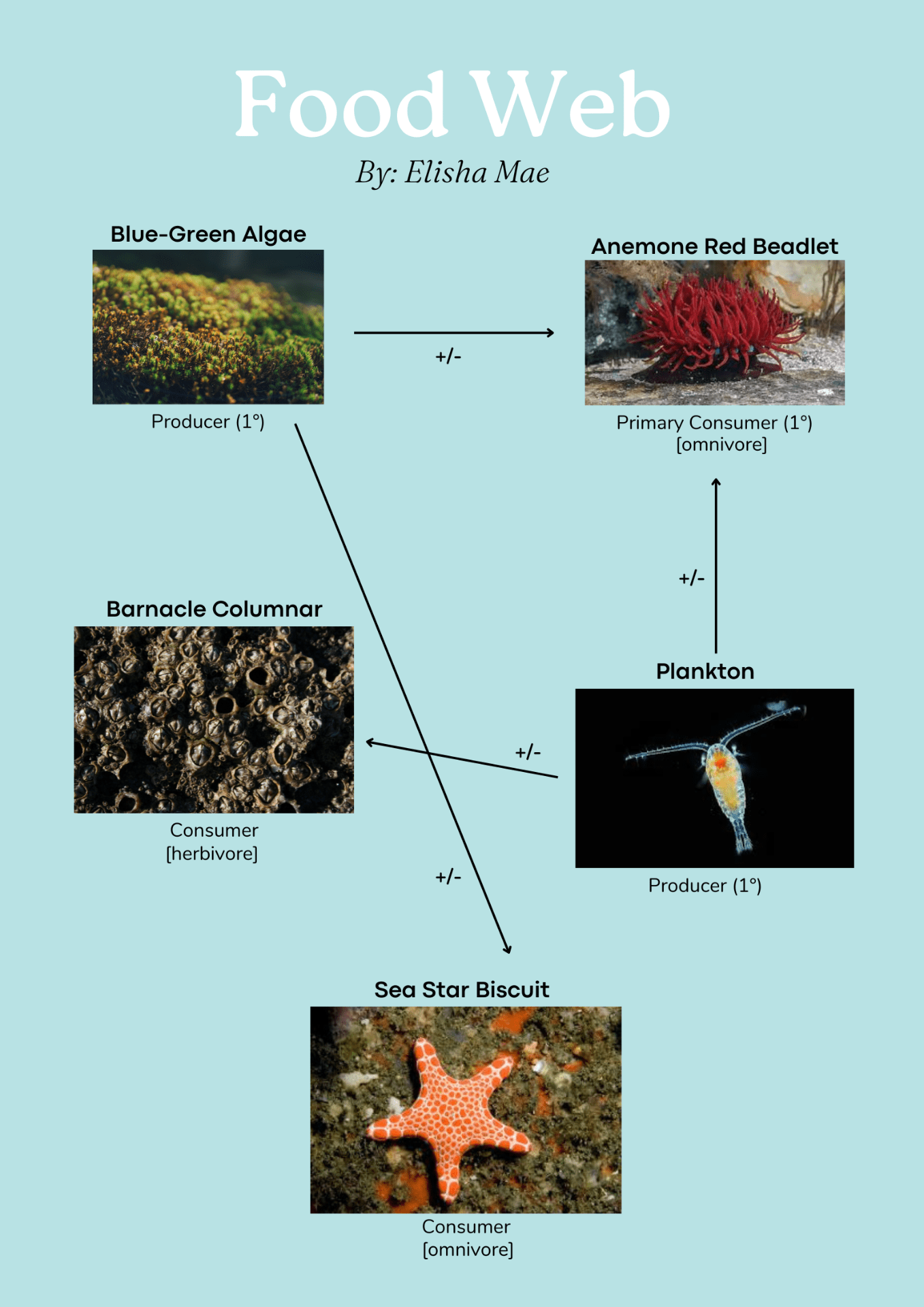 Biology: Food Chains & Food Webs – Elisha Mae @ Hornby High